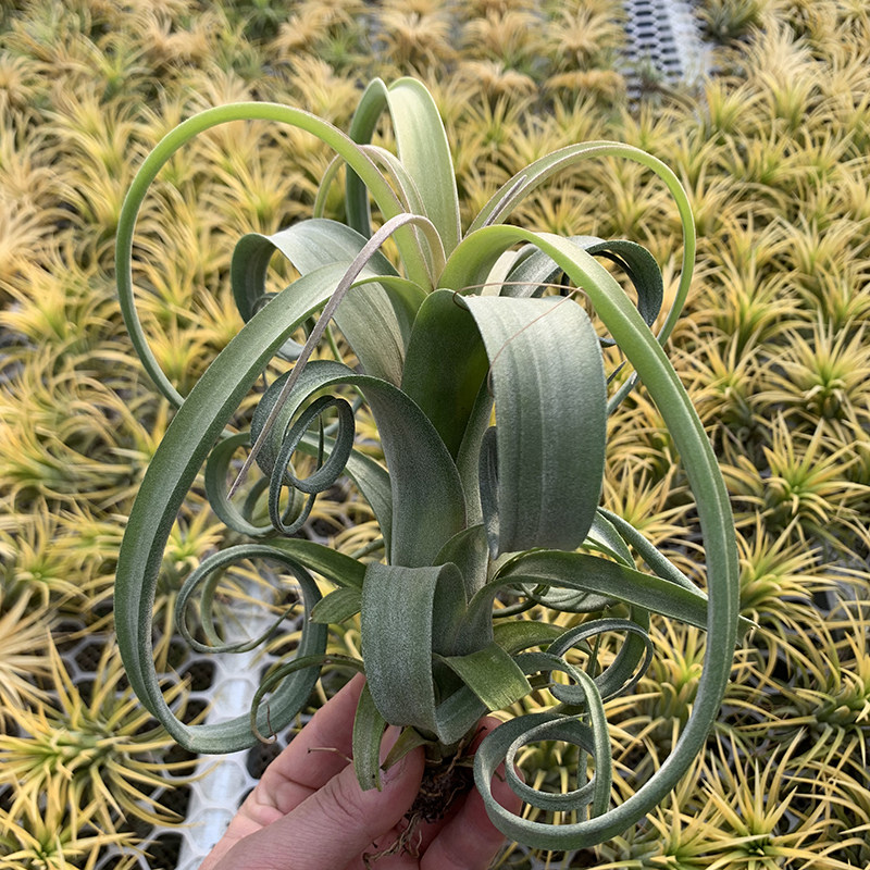一物一拍 巨无霸花卷花中花杂电卷 空气凤梨数量有限拍完无补