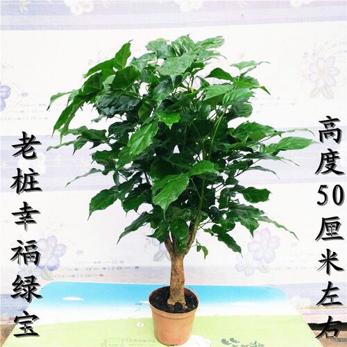 幸福树绿宝树大型网红盆栽四季绿植室内盆景平安树耐阴植物耐阴