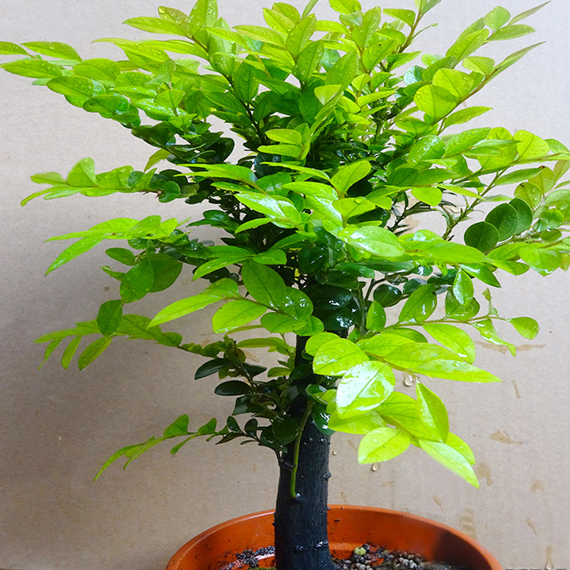 名贵小叶紫檀盆景树苗室内植物办公室绿植四季常青客厅盆栽包邮