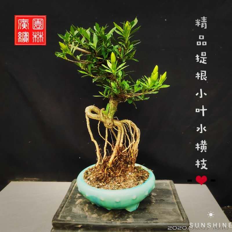 精品提根小叶栀子盆栽开花水横枝盆景办公室阳台庭院一物一拍包邮