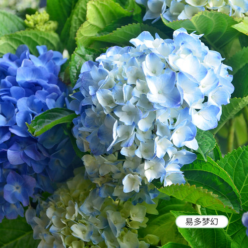 虹越夏洛特公主绣球花苗盆栽阳台好养多年生庭院地栽花境耐热易活