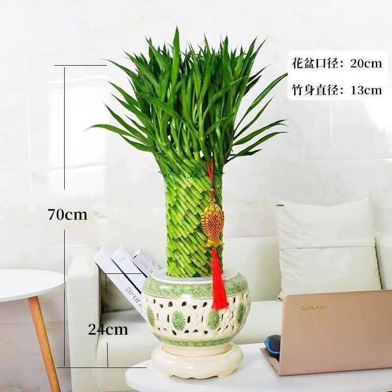 编织招财竹富贵竹水培植物盆栽客厅水养大型绿植室内四季常青乔迁