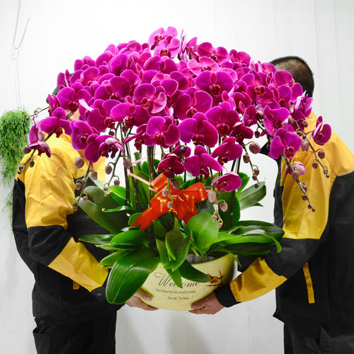 金叶子紫蝴蝶兰大辣椒红粉高档年宵开业搬家礼品花卉植物室内盆栽