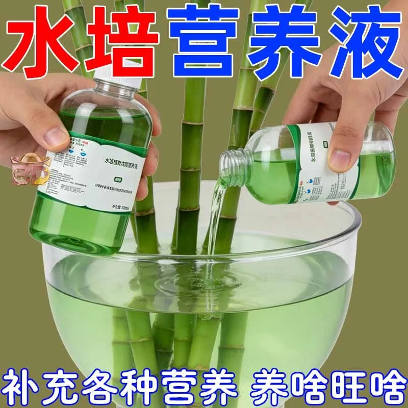 【全年常绿】竹塔富贵竹营养液专治叶子发黄枯瘦烂根家用植物生根