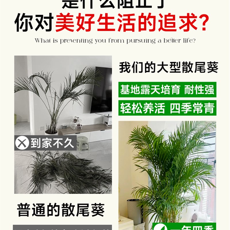 大型散尾葵植物盆栽客厅绿植物室内禄植物门前办公室除甲醛凤尾竹