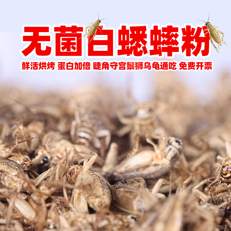 无菌白蟋蟀粉高蛋白睫角蟋蟀粉泰国守宫成体幼苗R属巨人果泥粮粉