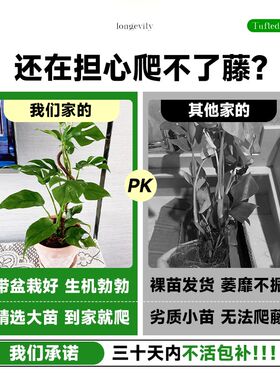 姬龟背仙洞龟背竹爬藤植物垂吊墙蔓盆栽四季房间室内客厅阳台绿植