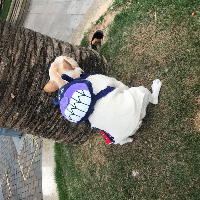 新款法斗狗狗宠物牵引书包狗狗自背包柴犬柯基雪纳瑞边牧中小型犬