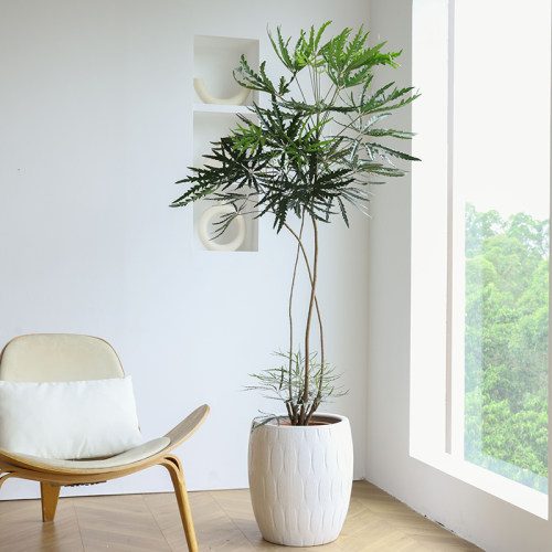 孔雀木绿植盆栽室内大型客厅落地大植物侘寂风办公室极简造型网红