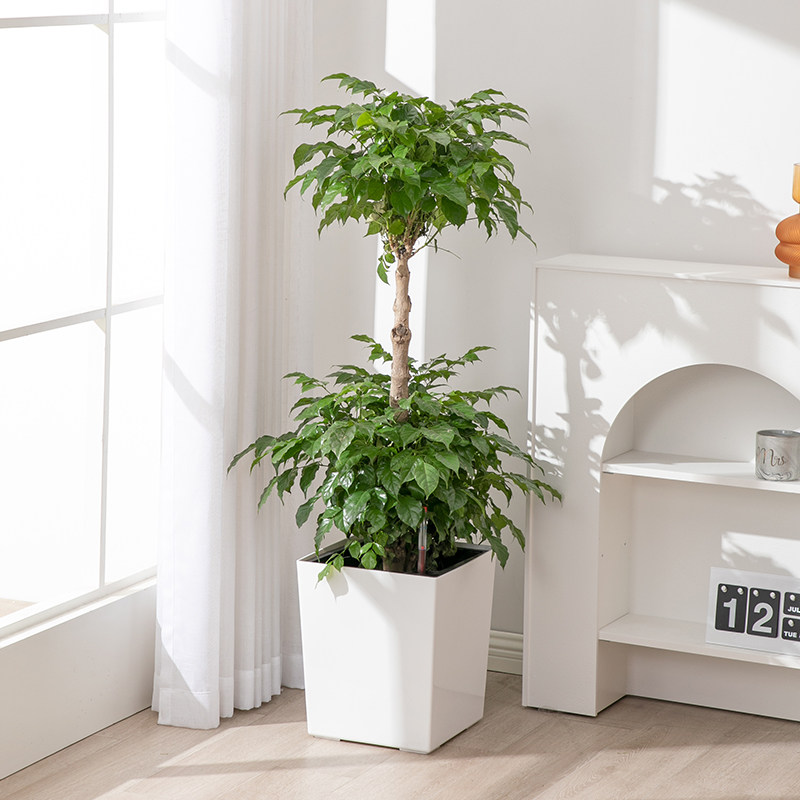 白色方形大型懒人花盆 欧式风格自吸水绿植种植盆适用客厅