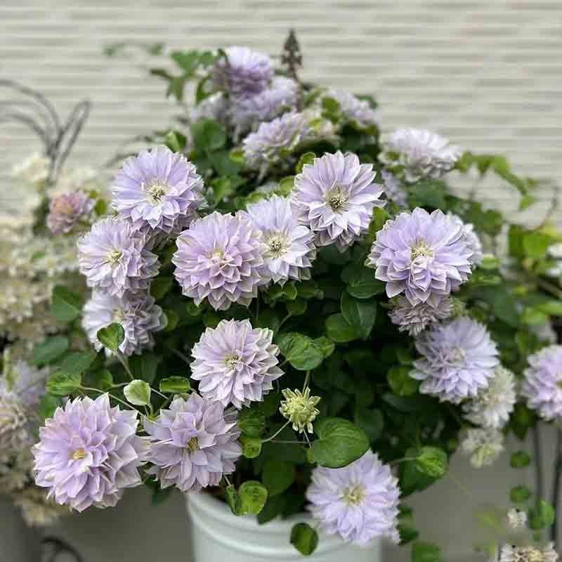 琉璃铁线莲花庭院爬藤攀援植物花绣球/木绣球/圆锥乔