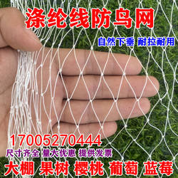 涤纶线防鸟网草莓大棚果树樱桃葡萄梨树蓝莓果园防鸟用网尼龙天网