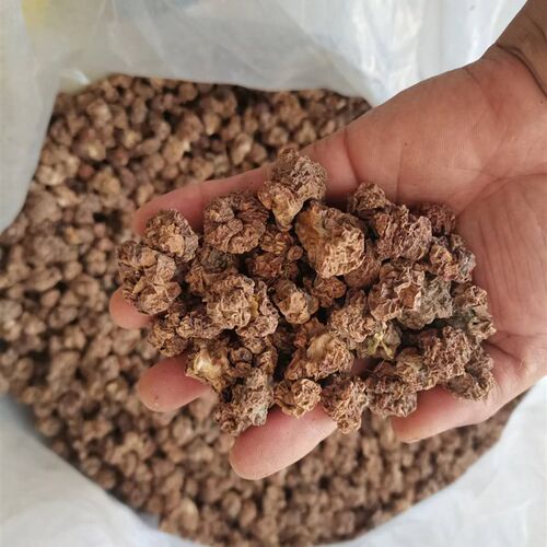 虫瘿果木天蓼果子水杨桃果实宠物猫咪磨牙果猫咪水果零食成猫洁齿