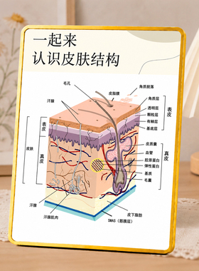皮肤结构知识科普装饰摆件美容院医美机构前台桌面展示摆台