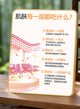 美容院肌肤分层护理知识装饰摆件养生馆前台桌面装饰摆台