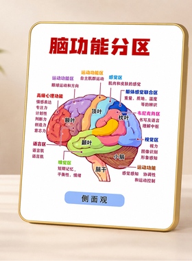 脑功能分区科普摆台心理咨询室办公室桌面装饰摆件