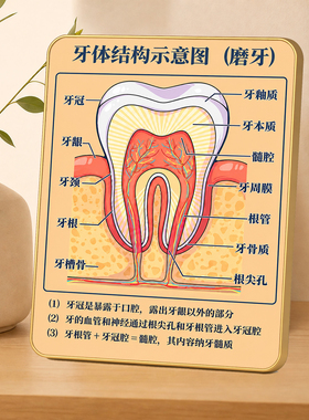 磨牙牙体结构示意图装饰摆件牙科诊所口腔科普桌面摆台展示