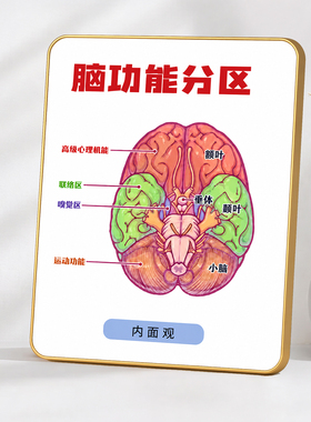 脑功能分区科普装饰摆牌医学诊所心理咨询室桌面装饰摆件