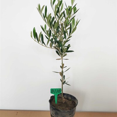 油橄榄盆栽植物树苗