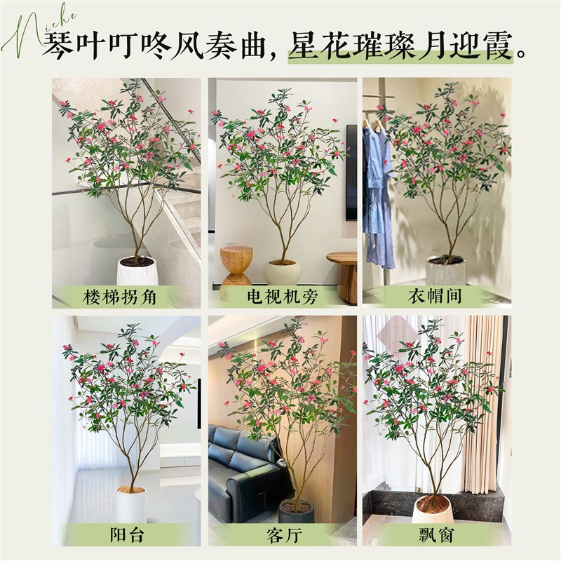 琴叶珊瑚盆栽客厅大花盆办公室内好养落地式大型绿植四季常青植物