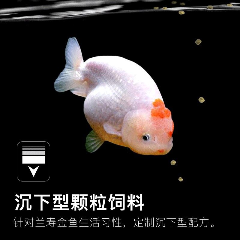 兰寿泰狮玛丽球金鱼孔雀观赏鱼专用微小颗粒饲料下沉增艳色鱼粮食