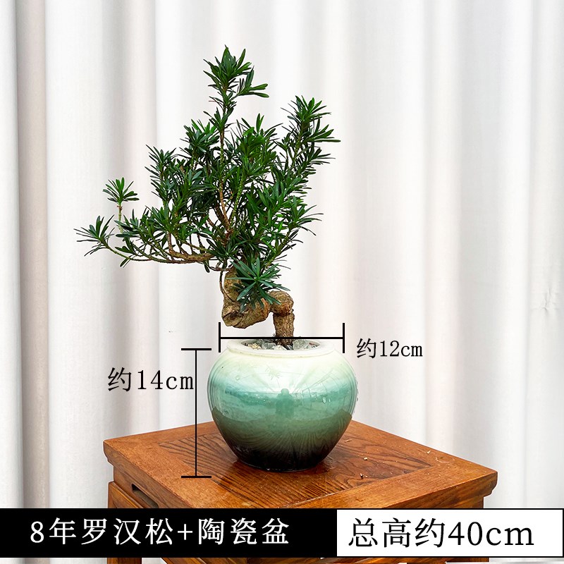 水培雀舌造型罗汉松盆景室内高端绿植茶几办公室迎客松一物一拍