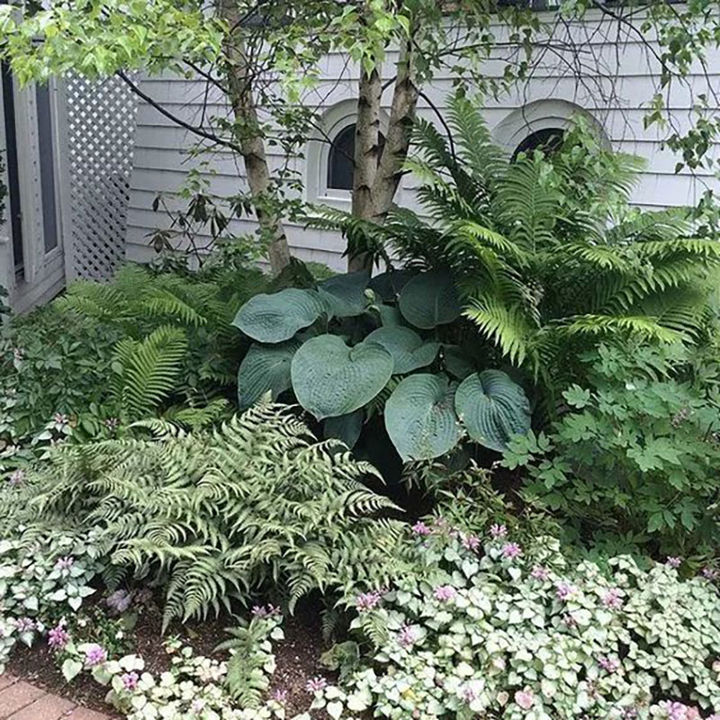 苔米花园针毛蕨庭院阳台大型观叶耐旱耐荫植物花园阴生多年生蕨类