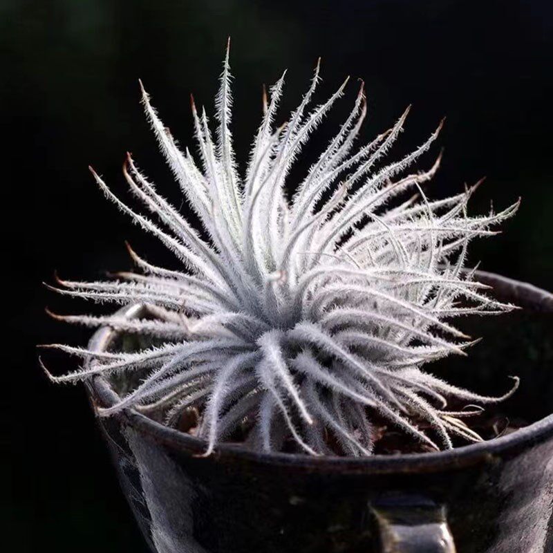 空气凤梨植物 白色 鸡毛掸子 绿植盆栽花草