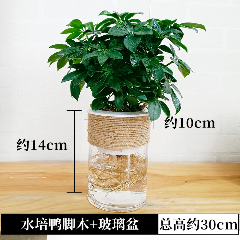 水培鸭脚木盆栽绿植物鹅掌柴七叶莲摇钱树水养小盆景招财树鸭掌木