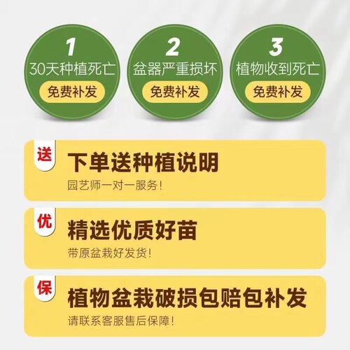 【包成活】幸福树客厅盆栽大型绿植室内平安树盆景吸甲醛四季好养