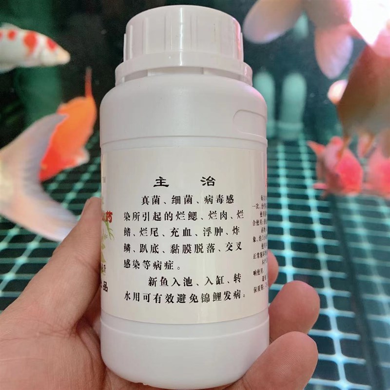 百草甘露锦鲤养护细菌交叉感染烂腮烂肉烂鳍烂尾立鳞充血趴底充血