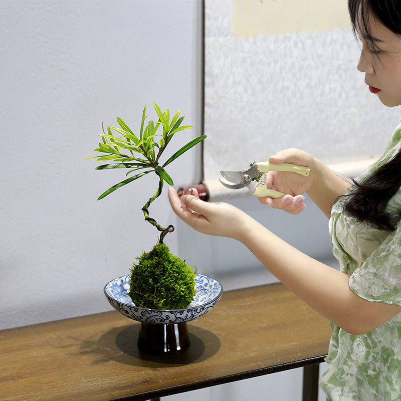 罗汉松盆景水培植物室内客厅办公室桌面茶几小盆栽新中式禅意绿植