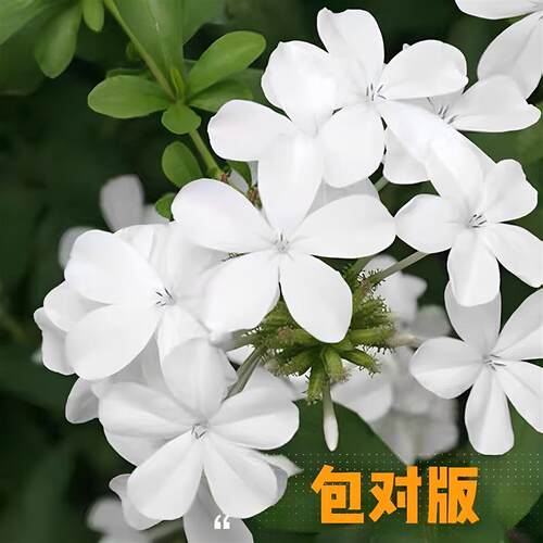 白雪花盆栽攀援庭院阳台观花盆栽耐热好养绿植白雪花蓝雪花