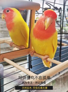 鹦鹉八哥玩具镜子虎皮牡丹益智鹦鹉可挂实木站杠鸟玩具物鸟笼配件