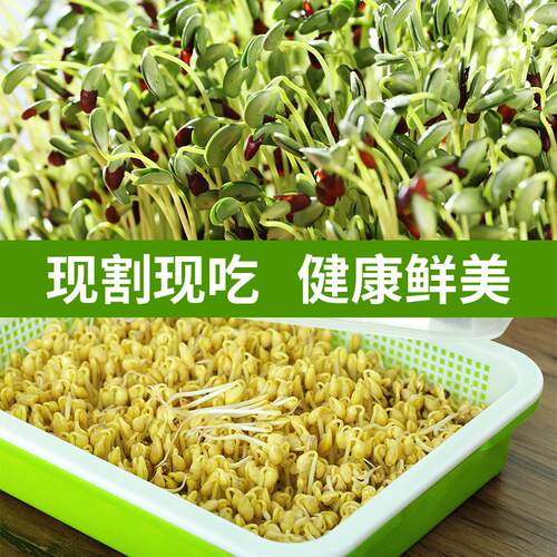 豆芽发芽盆芽苗菜育苗托盘无土栽培蔬菜豆苗种植水培设备芽菜豌豆