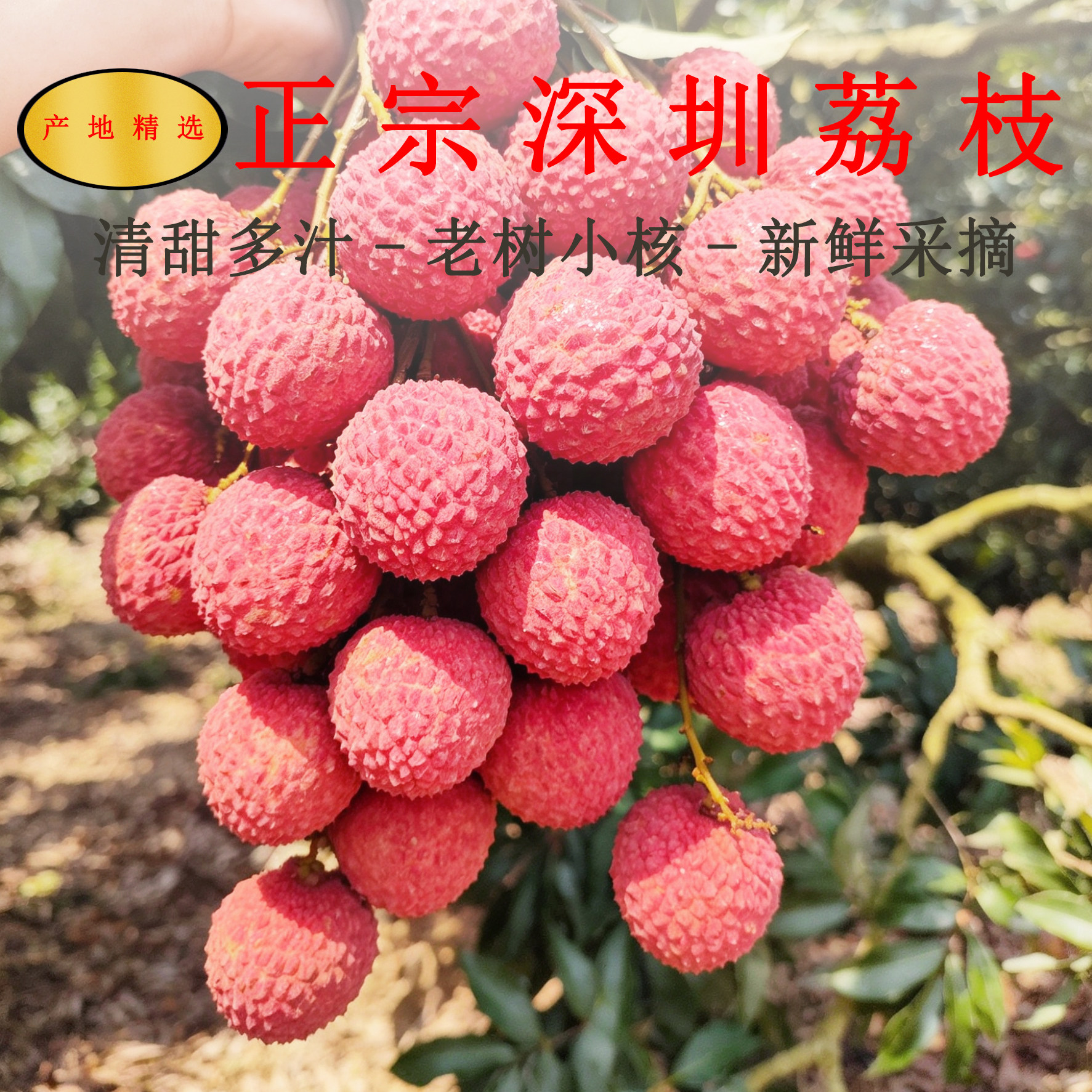 广东香荔深圳顺丰空运当季荔枝
