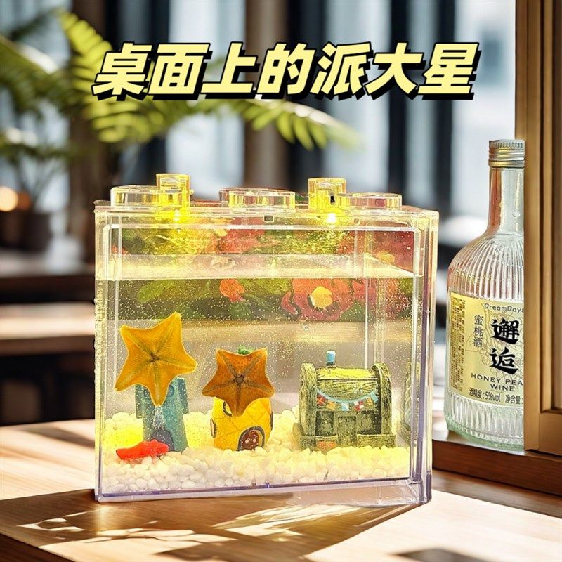 礼盒款桌面上的派大星 小宠物 海星 奇特宠物 海燕海星 创意礼品