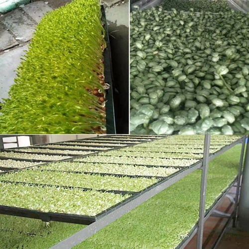 绿豆无根剂无根素芽菜苗菜生长调节剂8012ab药水激素芽苗菜增粗剂