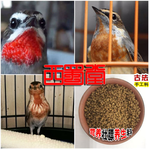 西蜀堂手工靛颏鸟食壮膘保色靛颏饲料嗜虫杂鸟仙翁白腹幽鹛鸟鸟食