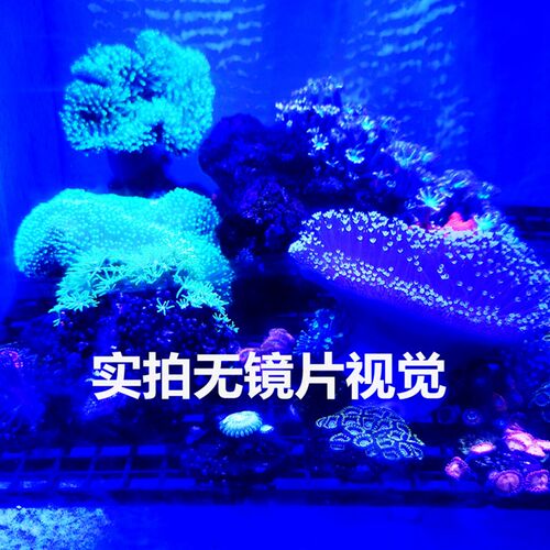 鱼总水族 海缸珊瑚滤镜观察镜过滤蓝光防蓝光护眼镜夜视镜海水缸