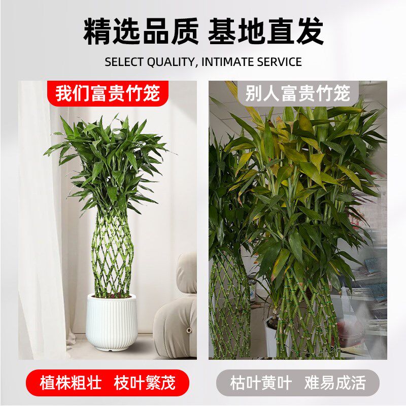 富贵竹笼客厅大盆栽大型绿植物竹编新房办公室旺宅室内观音竹土培