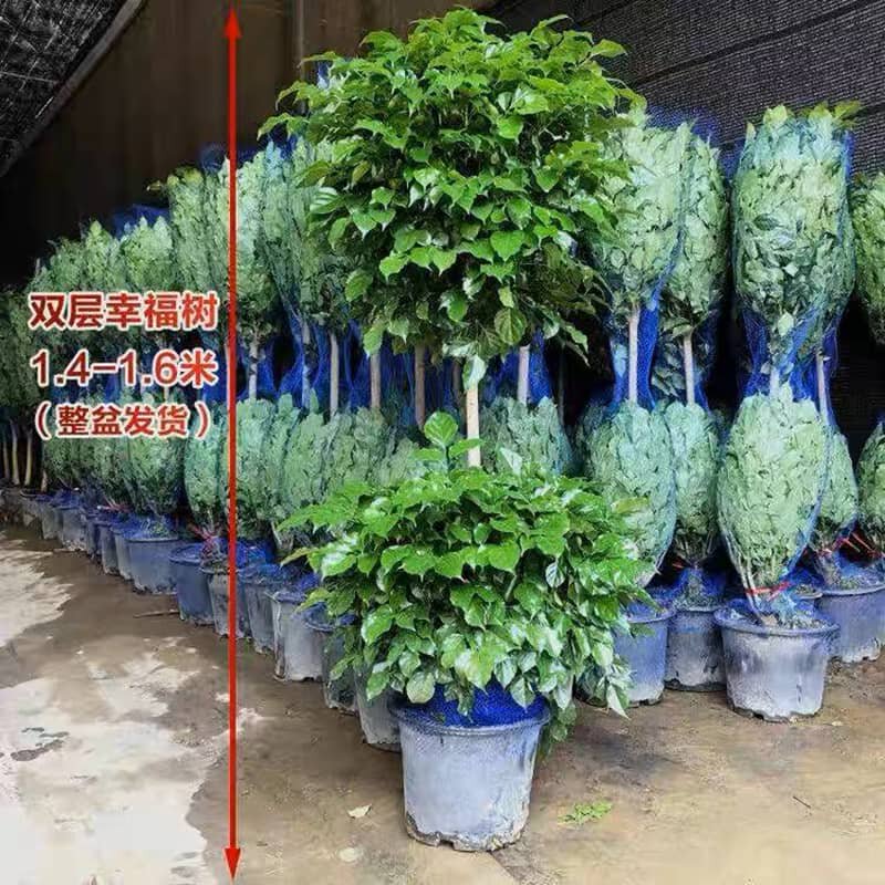 双层幸福树客厅大盆栽造型绿植室内净化空气吸甲醛植物平安树绿宝
