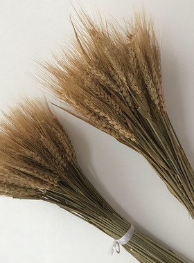 干花小麦稻穗麦穗麦子大麦杂粮橱窗农装饰拍摄道具