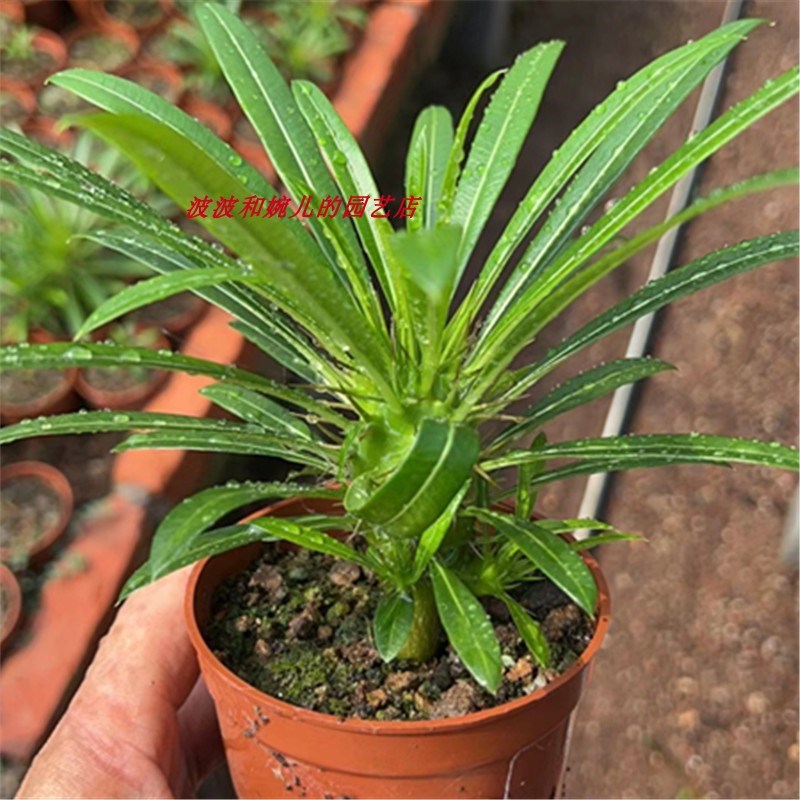 非洲霸王树盆栽室内外客厅庭院净多肉植物