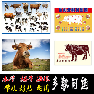水牛奶牛黄牛海报贴画动物海报牛肉分割图生猪分割图水果墙贴包邮