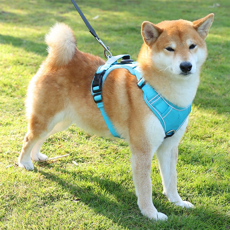 狗狗胸背带舒适可反光可调节胸背款柴犬金毛中大型犬狗狗牵引绳