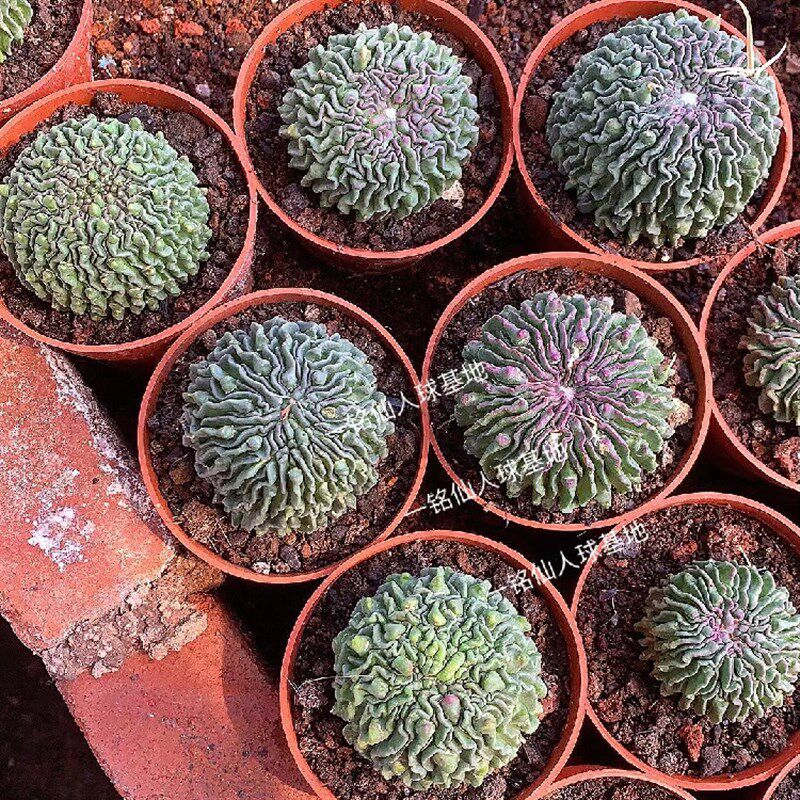 蝌蚪球精子球无刺仙人球多棱玉精品变异植物室内外萌趣多肉盆栽