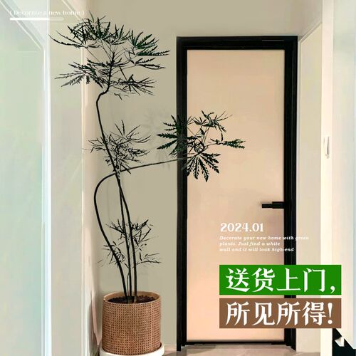 孔雀木盆栽绿植高级感客厅大型办公室内好养落地观叶植物四季常青