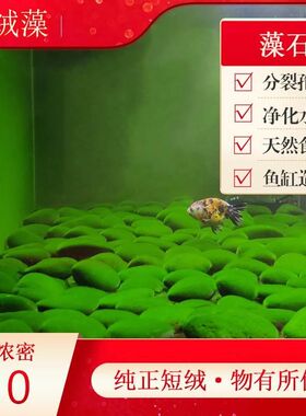 短绒藻藻石孢子引种长绒藻绿藻藻种藻源绿苔种猴水草鱼缸造景爆藻