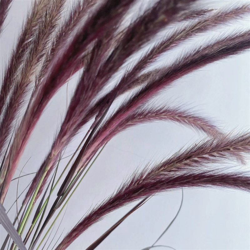 【云花甄选】狼尾草鲜花真花云南直发室内花期久可做干花插花配草